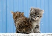 Photo of stray kittens