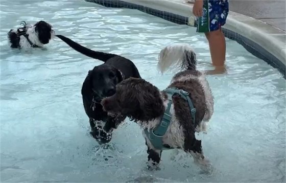 2025 Doggy Dip